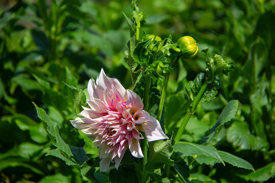 A dinnerplate dahlia flower 