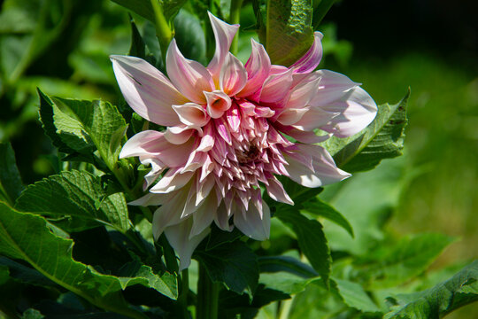 A dinnerplate dahlia flower 
