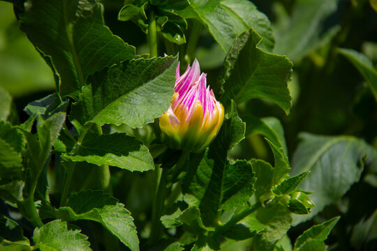 A Dahlia bud opening 