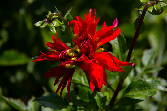 A close-up of a Dahlia flower 
