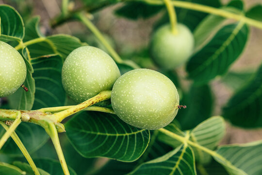 Close-up pair of unripe green walnuts growing on a branch surrounded by lush foliage. Nature concept.