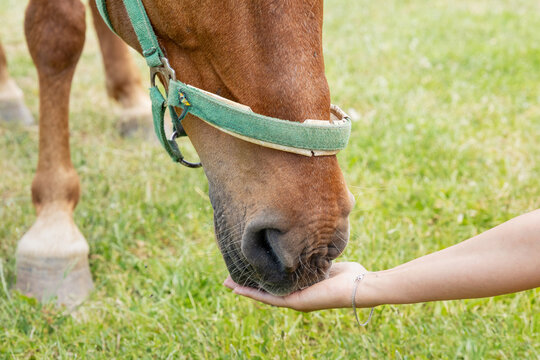 Close-up of a chestnut horse eating a treat from an outstretched human hand on a sunny green pasture. Animal bonding concept.