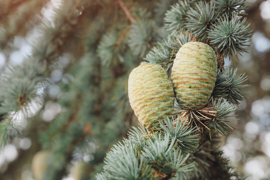 Two plump green cedar cones nestled among spruce needles, captured in soft cool-toned natural light with creamy bokeh.