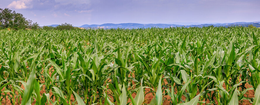 Wide panoramic view across densely planted young corn stalks growing in red-soil farmland with rolling hills beyond. Agriculture concept.