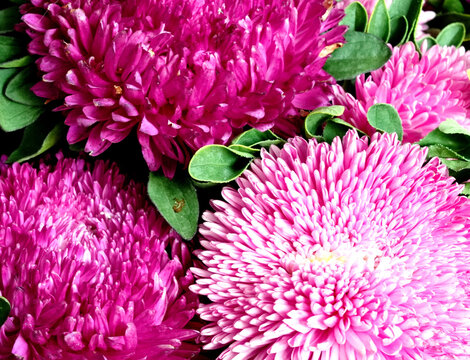 Close-up of vibrant pink and magenta aster flowers