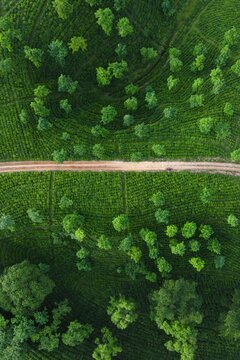 Aerial view of lush green tea plantation rows with scattered trees and a dirt path cutting through the landscape in Chattogram, Chittagong Division, Bangladesh.