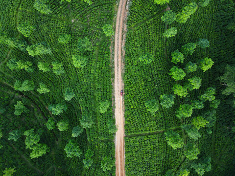Aerial view of a lush green tea garden with a dirt path cutting through the rows of tea bushes and scattered trees in Chattogram, Chittagong Division, Bangladesh.