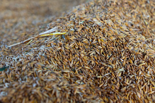 Close-up of golden cereal grains, harvested crop texture for agriculture, farming and food production