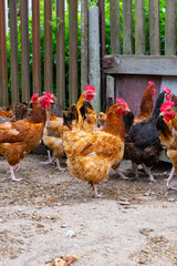 Group of free-range chickens in a rural farmyard, healthy poultry flock for farming, agriculture and food production  © Iryna