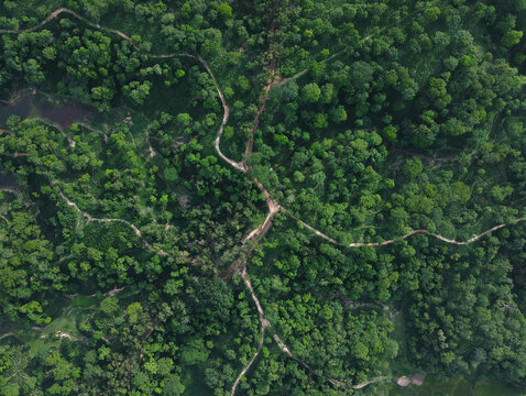 Aerial view of dense forest with winding dirt paths cutting through lush green trees in Chattogram, Chittagong Division, Bangladesh.
