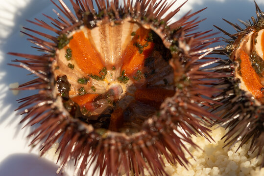 A close-up of sliced sea urchins lying on a plate next to couscous. The sea urchins' golden roe is clearly visible.