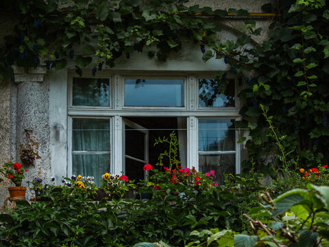 Rustic window with vines and flowers