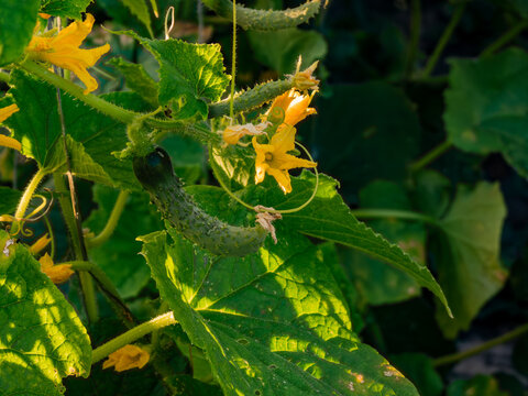 Young cucumber on flowering vine