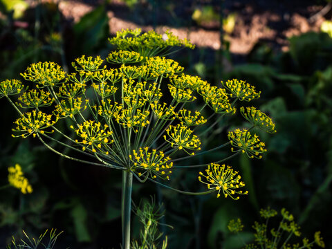 Dill flower umbels in vegetable garden