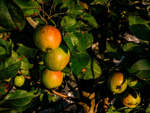 Ripe apples on garden tree branch
