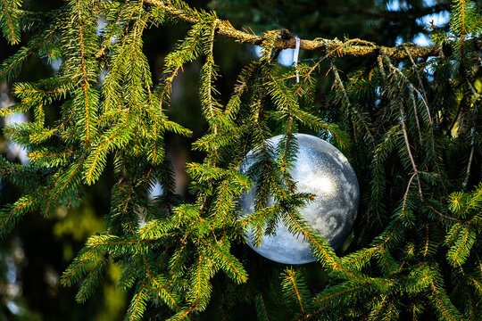 Silver bauble on green spruce branches