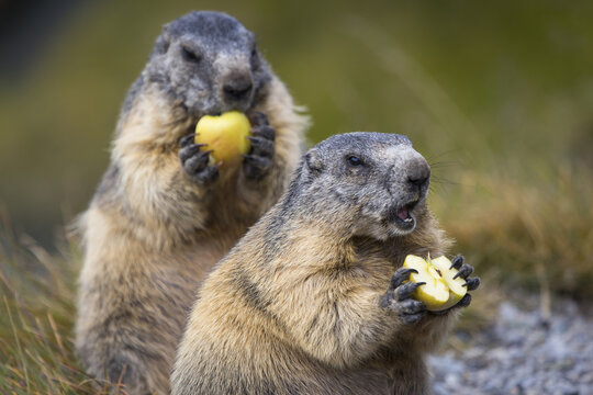 View of two marmots eating apple slices in the alpine environment of Nationalpark Hohe Tauern in Matrei in Osttirol, Carinthia, Austria.