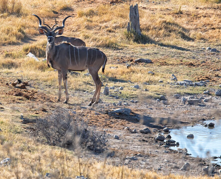 View of a majestic greater kudu standing in the dry, golden grasslands near a waterhole in Etosha National Park, Namibia.
