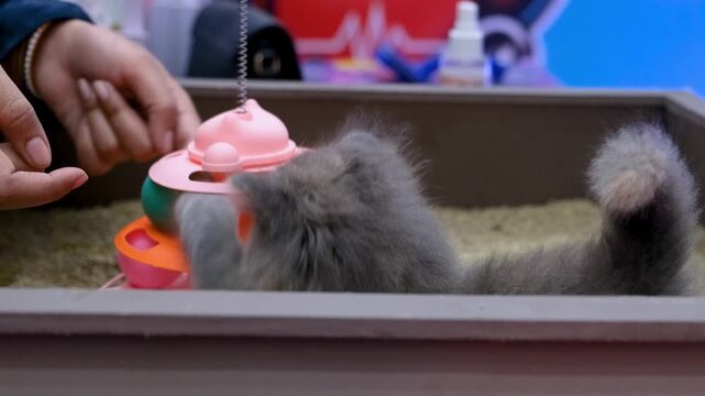 Energetic little kitten playing with a blue ball. Long shot slow motion tracking a small cat playing with small ball at play station. grey cat