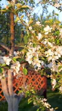 Delicate white apple blossoms on tree branch gently swaying in breeze during golden hour, with garden and wooden trellis fence softly blurred in background. Spring bloom of the orchard