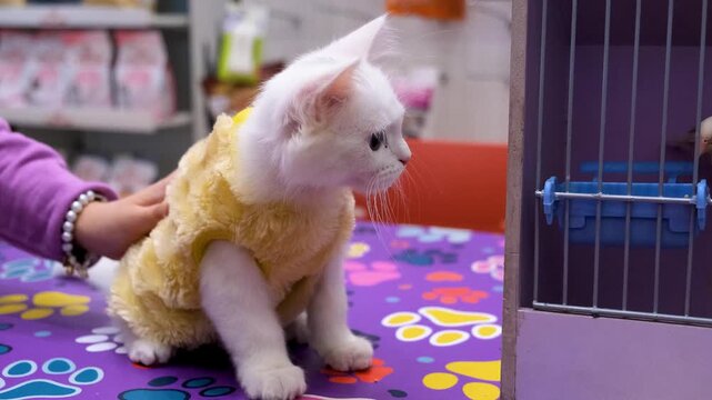 A fluffy white kitten with big eyes is held by a person, wearing a soft yellow garment, looking directly at the camera