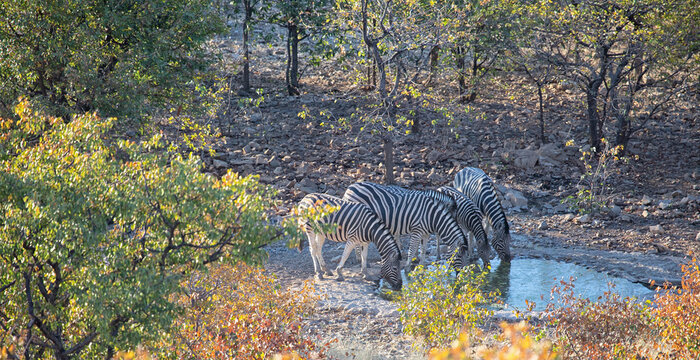 View of zebras drinking at a waterhole in Etosha National Park, surrounded by dry trees and shrubs in Namibia.