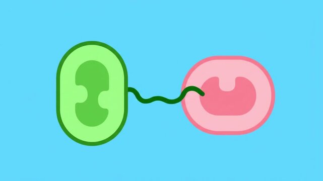 Abstract representation of two cells connecting and communicating.