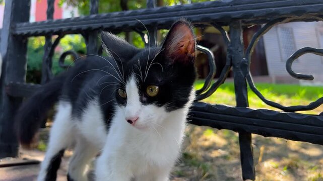 Black and white kitten meowing near metal fence in park in Istanbul and looking into camera - selective focus