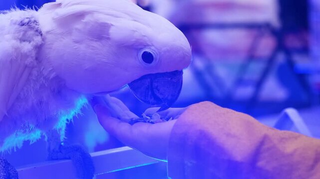 White parrot eating grains, white parrot, vertical video of a white parrot with owner. fun with white parrot,