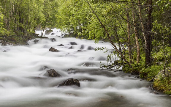 View of the rushing Kjemaga river flowing over dark rocks through a lush green forest in Saltdal, Nordland, Norway.