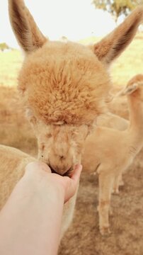  person feeds  alpaca at  farm in  sunny location.  alpacas in background. sun shines down as they enjoy time together. Alpaca Conservation Research Project. saving animals, trusting people