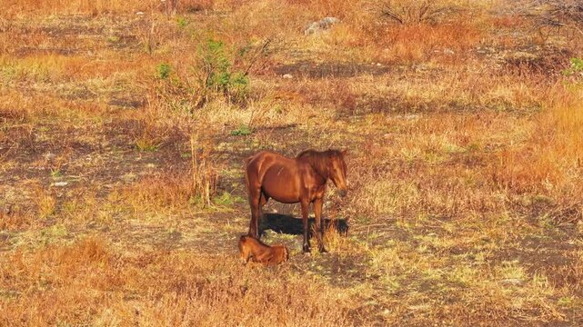Aerial view of a brown horse and its foal grazing in the dry savanna landscape of Puru Kambera in Kecamatan Kanatang, Nusa Tenggara Timur, Indonesia.