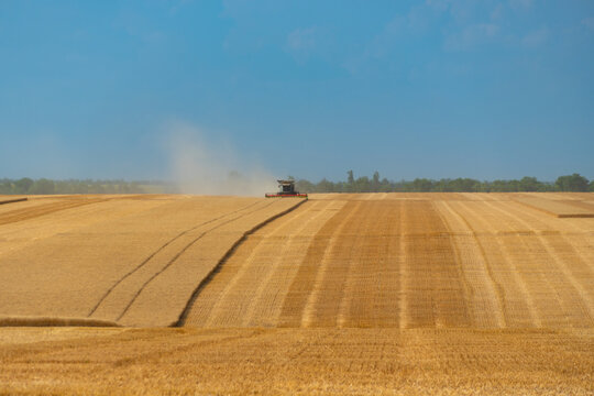 Modern combine harvester working in a vast ripe wheat field during golden harvest season under a clear blue sky