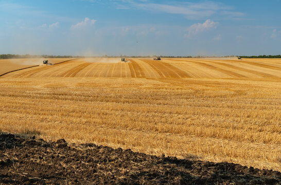 Harvesting ripe wheat in a vast field with multiple combine harvesters working under a clear blue sky during golden hour