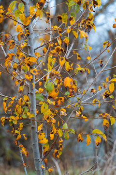 Autumn landscape with yellow leaves on a slender tree trunk during a misty morning in the forest
