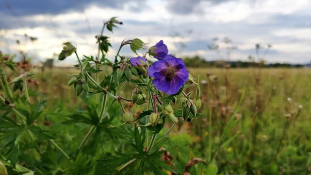 Vibrant purple geranium flowers bloom amidst green foliage in a sunny meadow with soft clouds above.