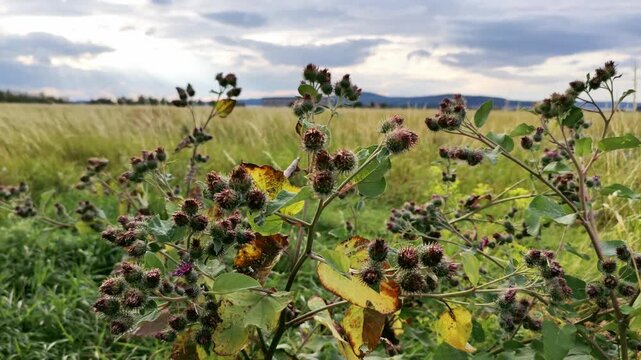 Wild burdock plants with spiky flower heads grow amidst lush green grasses under a dramatic cloudy sky. Scenic summer landscape featuring meadow flora and distant hills.