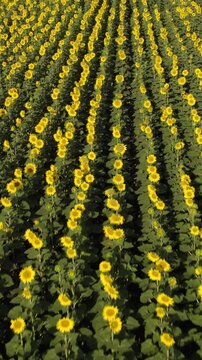 Drone flying backward over a blooming sunflower field showing endless rows of beautiful yellow flowers in summer