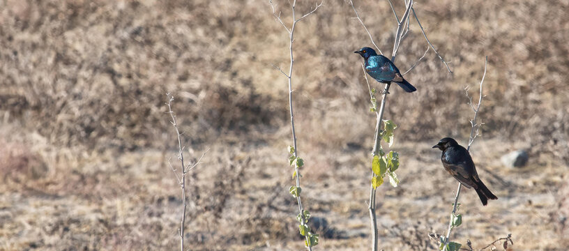 View of two birds perched on dry branches in the arid landscape of Etosha National Park, Namibia.