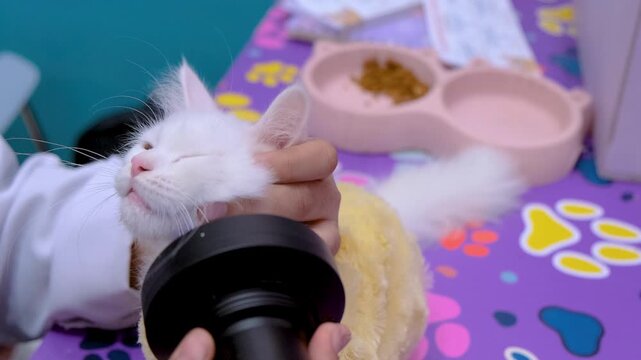 Professional vet examining a cat at the pet clinic. Scared animal in veterinary clinic. Professional vet doing job. Concept of pets care, veterinary, healthy animals.