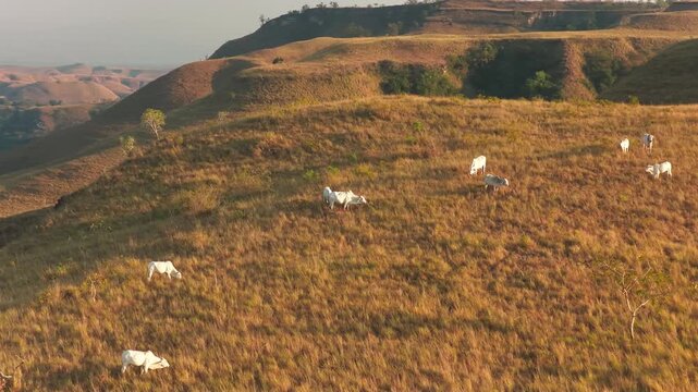 Aerial view of Hars Garden Sumba with white cows grazing on grassy hills during golden hour in Pandawai, East Nusa Tenggara, Indonesia.