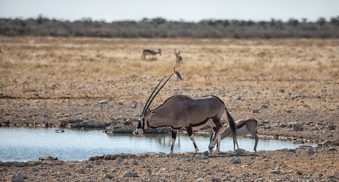 View of an oryx and a springbok drinking at a waterhole in the arid landscape of Etosha National Park, Namibia.
