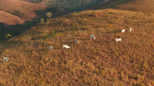 Aerial view of white cows grazing on the grassy slopes of Hars Garden Sumba in Pandawai, East Nusa Tenggara, Indonesia.