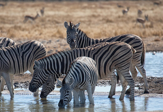 View of a group of zebras drinking at a waterhole in Etosha National Park, Namibia.