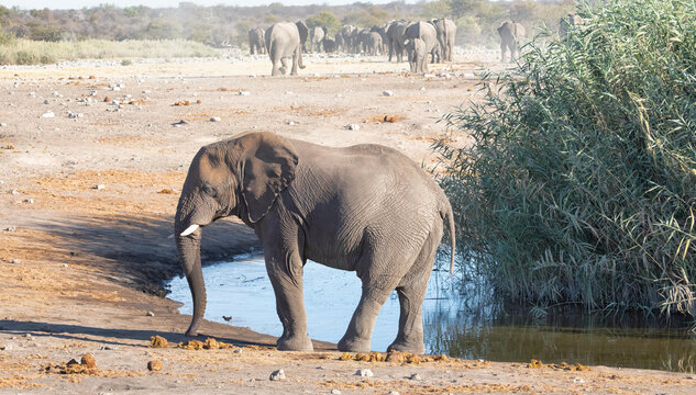 View of an African elephant standing near a waterhole in Etosha National Park with a herd of elephants in the background and tall reeds in Namibia.