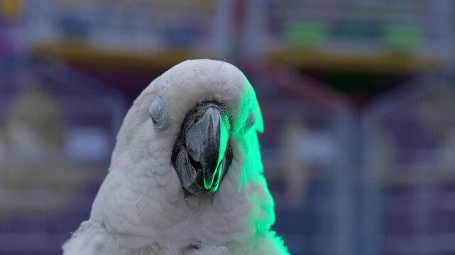 White parrot calmness, white parrot, vertical video of a white parrot with owner. fun with white parrot,