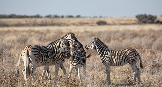 View of a small herd of zebras grazing in the dry savanna landscape of Etosha National Park, Namibia.