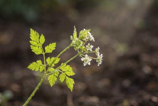 Single Chervil Sprig with White Flowers and Delicate Green Leaves in Natural Garden Light Macro Herb Photography Culinary Herb Concept