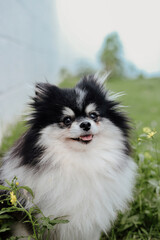 Obraz premium Fluffy Pomeranian Dogs Playing in a Green Meadow with Wildflowers