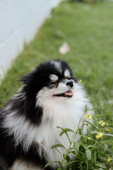 Fototapeta premium Fluffy Pomeranian Dogs Playing in a Green Meadow with Wildflowers